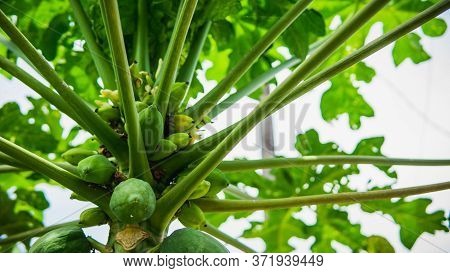 Group Of Green Papaya On The Tree Harvest At The Orchard With Nature Bokeh Background. Species In Th