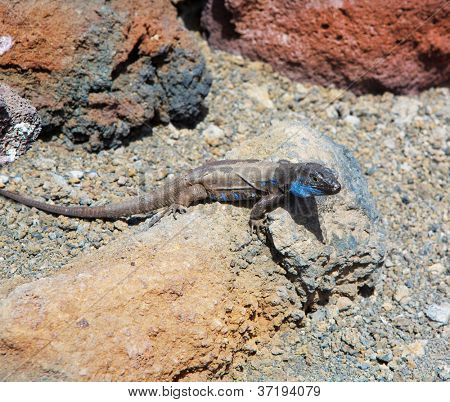ปัลลาปกติจิ้งจก palmae galloti Tizon Gallotia ในเกาะคานารีปัลลา