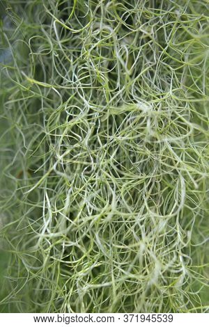 Spanish Moss, Tillandsia Usneoides Ornamental Plant For Background