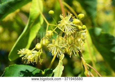Bright Golden Yellow Blooming And Smelling Flowers And Linden Blossoms On Tree Branches In Summer. C