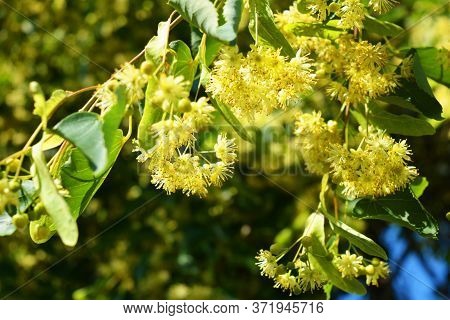 Bright Golden Yellow Blooming And Smelling Flowers And Linden Blossoms On Tree Branches In Summer. C