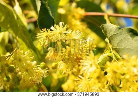 Bright Golden Yellow Blooming And Smelling Flowers And Linden Blossoms On Tree Branches In Summer. C