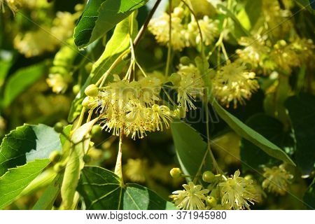 Bright Golden Yellow Blooming And Smelling Flowers And Linden Blossoms On Tree Branches In Summer. C