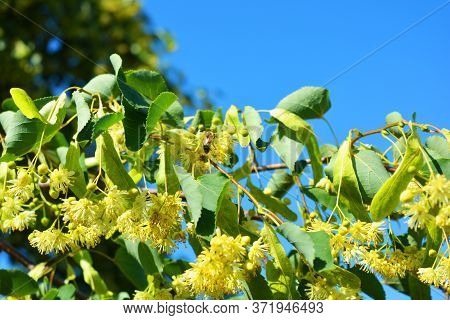 Bright Golden Yellow Blooming And Smelling Flowers And Linden Blossoms On Tree Branches In Summer. C