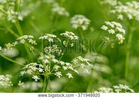 Anise Flower Field. Image & Photo (Free Trial) | Bigstock