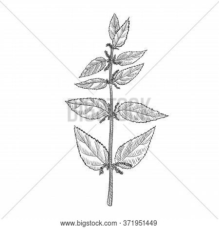Vector Drawing Nettle Plant, Urtica Dioica , Hand Drawn Illustration Of Medicinal Plant