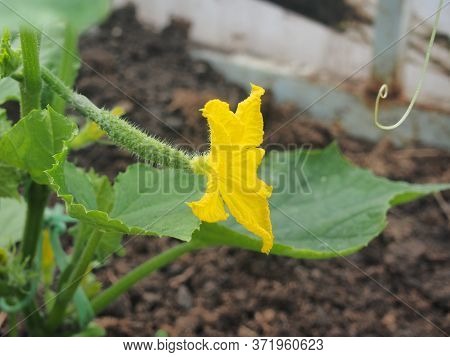 Large Yellow Cucumber Flower Buds With Fruit Ovaries.