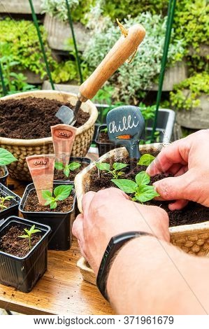 Growing Chili Peppers. The Gardener Bets Chili. Pepper Seedlings Growing In Black Clay. Housework In