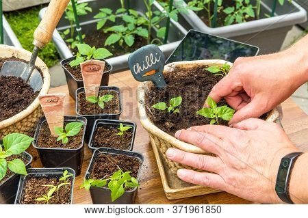 Growing Chili Peppers. The Gardener Bets Chili. Pepper Seedlings Growing In Black Clay. Housework In