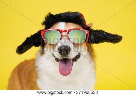 Funny Smiling Welsh Corgi Pembroke Dog In Warm Winter Hat With Earflaps And Sunglasses Personifying 