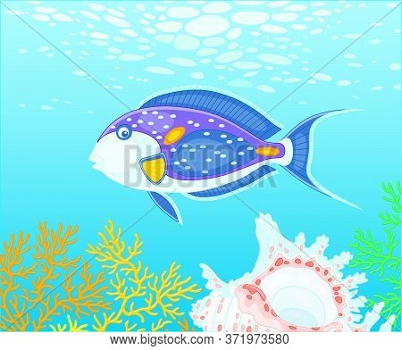 Exotic Multi Colored Parrotfish Swimming Over A Quaint Shell Among Thick Branches Of Colorful Corals