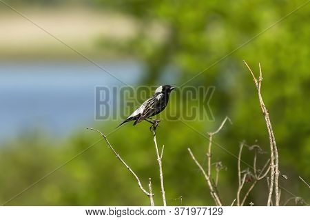 Bobolink (dolichonyx Oryzivorus). During Breeding Season, This Species Prefers Open Grasslands With 