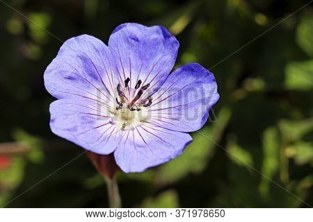 Purple Flower With Insect Perched In The Middle