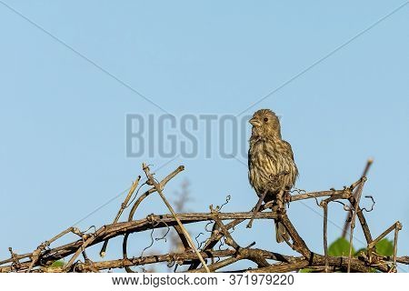 Bird. The House Finch In The Garden.