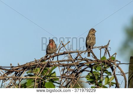 Bird. The House Finch in the garden.