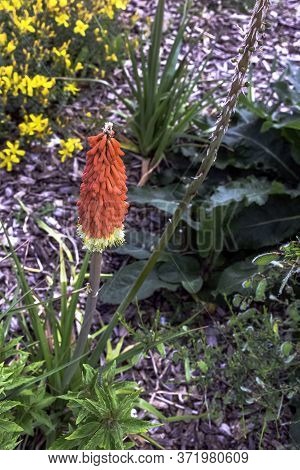 Kniphofia Hirsuta Also Called Tritoma, Red Hot Poker, Torch Lily, Knofflers, Traffic Lights Or Poker