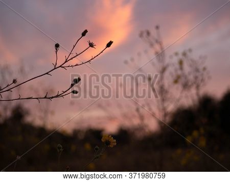 Yellow Star Thisle Silhouetted Against Sunset Colored Sky