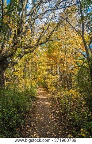 Pake In Fall Time Near Toronto, Canada