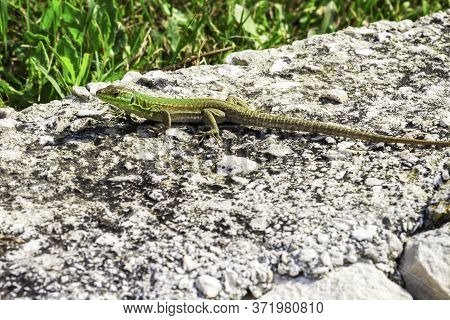Green Oriental Garden Lizard, Eastern Garden Lizard Or Changeable Lizard On The Rock Against Green B