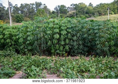 Cassava Plantation In Southern Brazil
