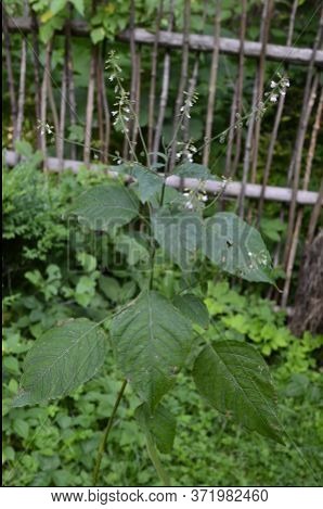 Circaea Lutetiana - Wild Plant. Plant Blooming In Summer.