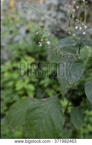 Circaea Lutetiana - Wild Plant. Plant Blooming In Summer.