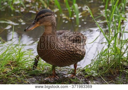 Wild Duck At Lacu Rosu Lake In Romania. The Mallard Is A Dabbling Duck