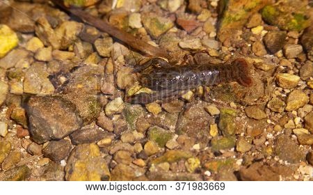 The Astacus Astacus (or Noble Crayfish, European Crayfish, And Broad-fingered Crayfish) Is A Species