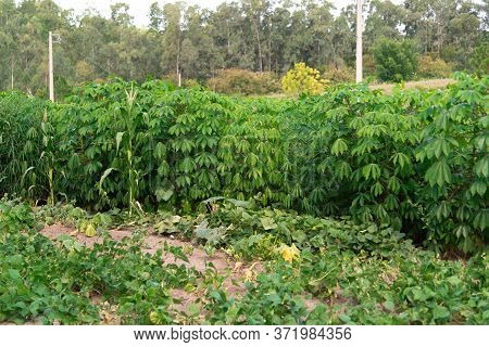 Cassava (manihot Esculenta) Plantation And Plants In Brazil