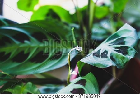 Blooming Arrowroot. Flowering Houseplant Arrowroot. Home Plant.