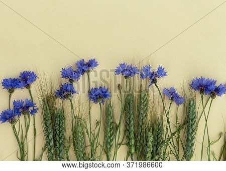 Blue Knapweed Flowers On Light Yellow Background. Beautiful Wild Bluet Flower. Seasonal Wild Summer 