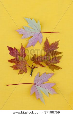 秋の紅葉