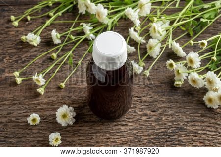 A Bottle Of Herbal Tincture With Blooming Feverfew Plant
