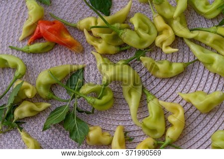 Capsicum Baccatum Pepper On Light Background