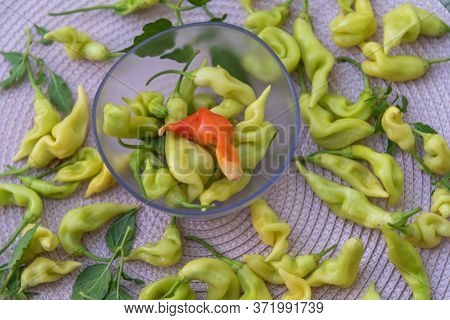 Capsicum Baccatum Pepper In A Bowl And Scattered On The Floor On A Light Background