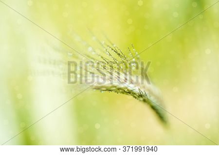 Ears Of Corn In The Field, Macro A Drop Of Dew Or Rain. Wheat Ear In Droplets Of Dew In Nature On A 