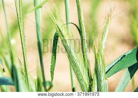 Ears Of Corn In The Field, Macro A Drop Of Dew Or Rain. Wheat Ear In Droplets Of Dew In Nature On A 