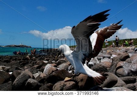 Caravelas, Bahia / Brazil - October 22, 2012: Birds Are Seen On Island In The Abrolhos Marine Park, 