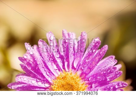 Half A Purple Flower. Petals After The Rain. Beautiful Summer Card.pink-purple Gerbera Flower With D