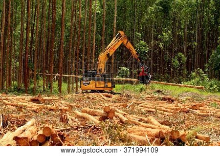 Eunapolis, Bahia / Brazil - January 19, 2009: Machine Cuts Down Eucalyptus Trees During Harvesting O