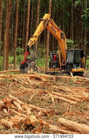 Eunapolis, Bahia / Brazil - January 19, 2009: Machine Cuts Down Eucalyptus Trees During Harvesting O