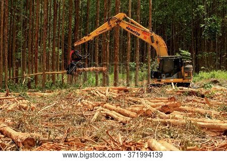 Eunapolis, Bahia / Brazil - January 19, 2009: Machine Cuts Down Eucalyptus Trees During Harvesting O