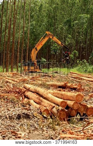 Eunapolis, Bahia / Brazil - January 19, 2009: Machine Cuts Down Eucalyptus Trees During Harvesting O