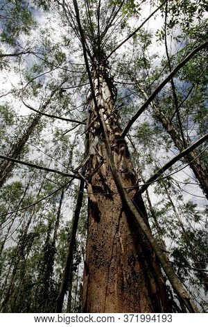 Eunapolis, Bahia / Brazil - November 26, 2010: Eucalyptus Plantation On A Veracel Celulose Farm In T