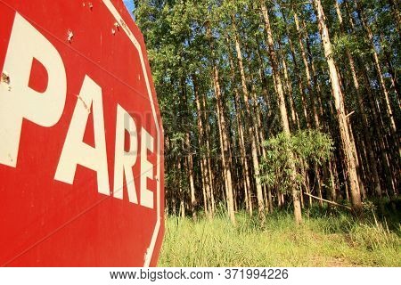 Eunapolis, Bahia / Brazil - November 26, 2010: Eucalyptus Plantation On A Veracel Celulose Farm In T