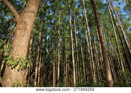 Eunapolis, Bahia / Brazil - November 26, 2010: Eucalyptus Plantation On A Veracel Celulose Farm In T