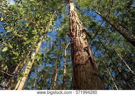 Eunapolis, Bahia / Brazil - November 26, 2010: Eucalyptus Plantation On A Veracel Celulose Farm In T
