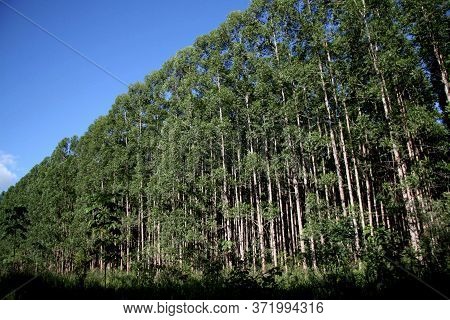 Eunapolis, Bahia / Brazil - November 26, 2010: Eucalyptus Plantation On A Veracel Celulose Farm In T