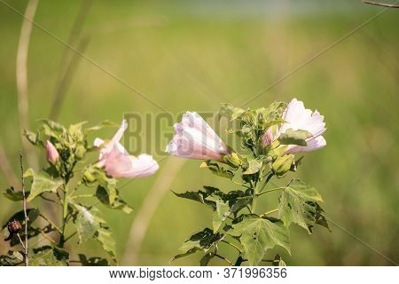 Wild Pink Flower On Mountain Hollyhock Kankakee Mallow Iliamna Rivularis Growing In The Swamp Of Mya