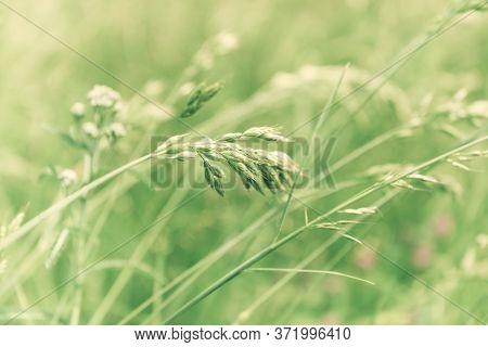 Nature Background With Wildgrass Under Sunlight. Selective And Soft Focus. Plant Background.